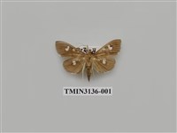 藏品(螟蛾264)的圖片